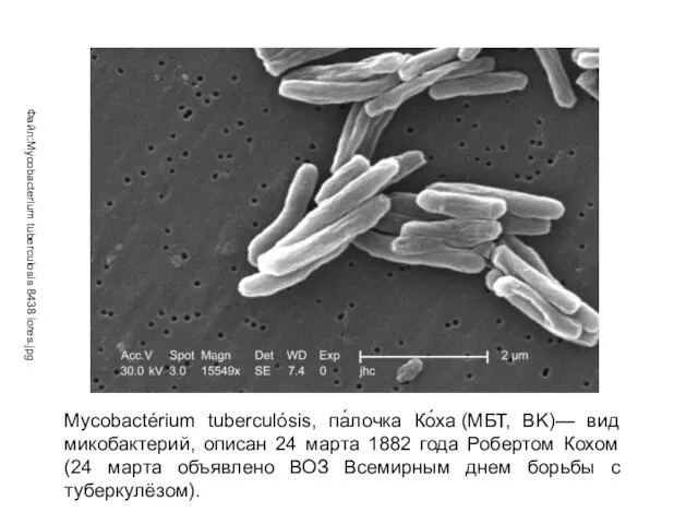 Файл:Mycobacterium tuberculosis 8438 lores.jpg Mycobactérium tuberculósis, па́лочка Ко́ха (МБТ, BK)— вид микобактерий,