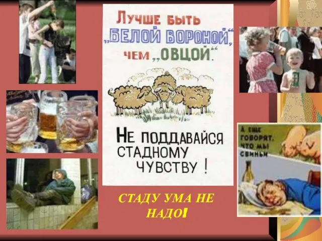 СТАДУ УМА НЕ НАДО!