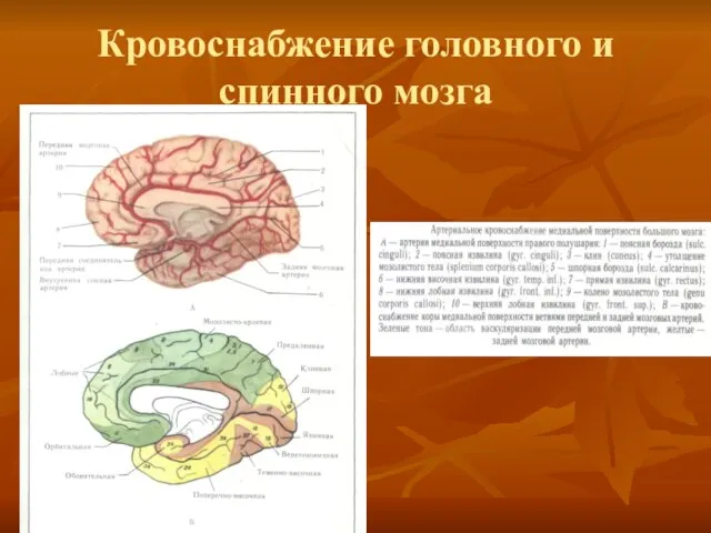 Кровоснабжение головного и спинного мозга