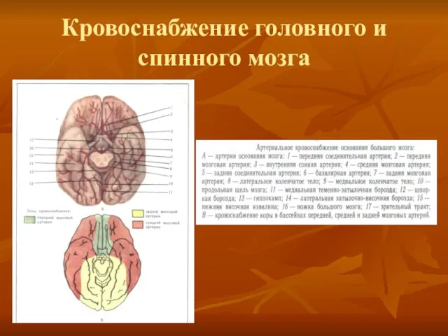 Кровоснабжение головного и спинного мозга