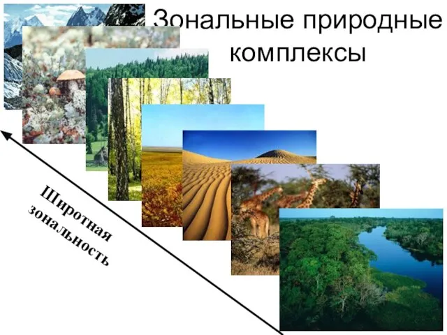 Зональные природные комплексы Арктические пустыни тундра тайга Смешанные и широ- колиственные леса