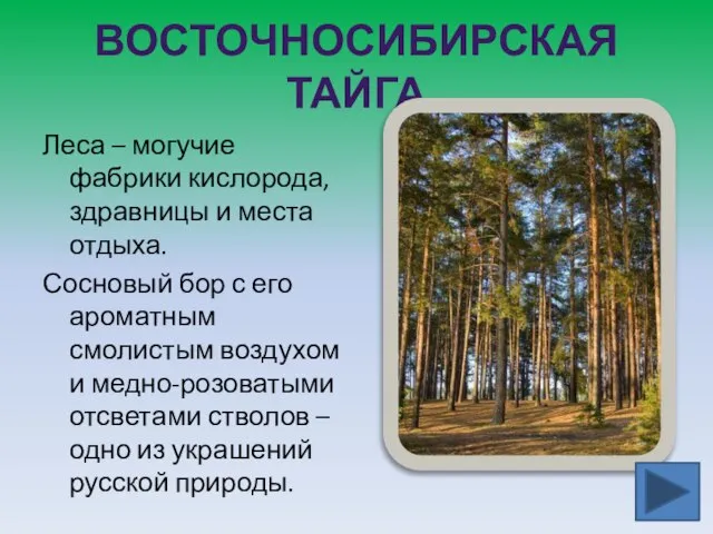 ВОСТОЧНОСИБИРСКАЯ ТАЙГА Леса – могучие фабрики кислорода, здравницы и места отдыха. Сосновый