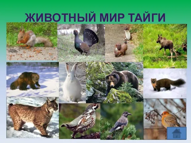 ЖИВОТНЫЙ МИР ТАЙГИ