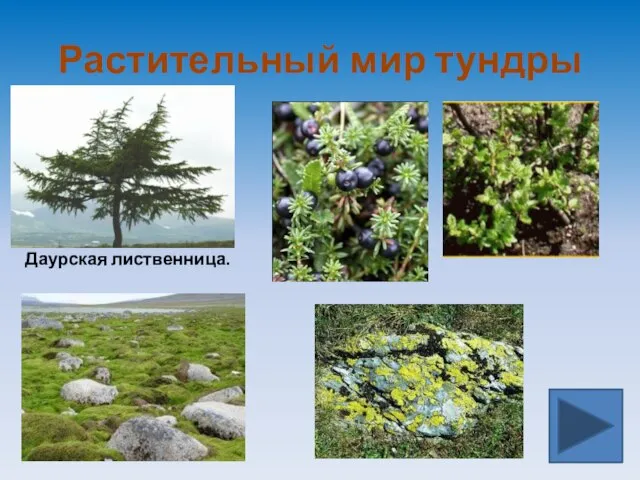 Растительный мир тундры Даурская лиственница.