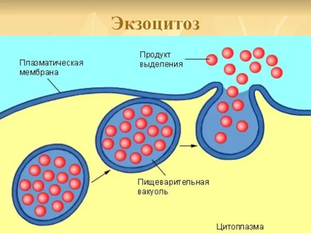 Экзоцитоз