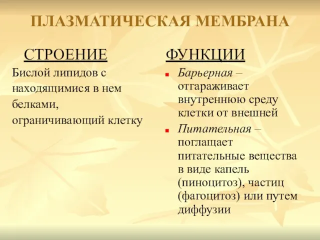 ПЛАЗМАТИЧЕСКАЯ МЕМБРАНА СТРОЕНИЕ Бислой липидов с находящимися в нем белками, ограничивающий клетку