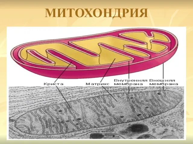 МИТОХОНДРИЯ