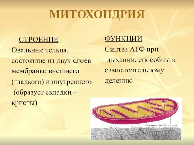 МИТОХОНДРИЯ СТРОЕНИЕ Овальные тельца, состоящие из двух слоев мембраны: внешнего (гладкого) и