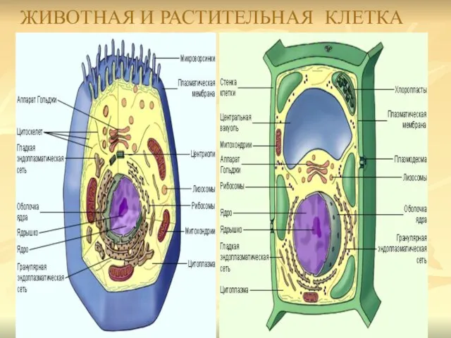 ЖИВОТНАЯ И РАСТИТЕЛЬНАЯ КЛЕТКА