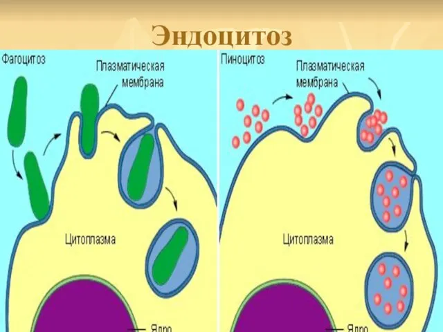 Эндоцитоз