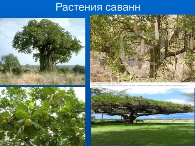 Растения саванн