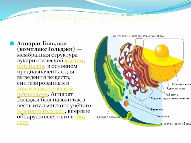 Аппарат Гольджи (комплекс Гольджи) — мембранная структура эукариотической клетки, органелла, в основном