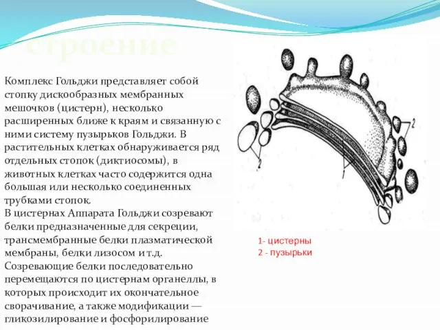 Комплекс Гольджи представляет собой стопку дискообразных мембранных мешочков (цистерн), несколько расширенных ближе