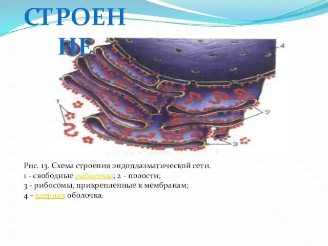 Рис. 13. Схема строения эндоплазматической сети. 1 - свободные рибосомы; 2 -