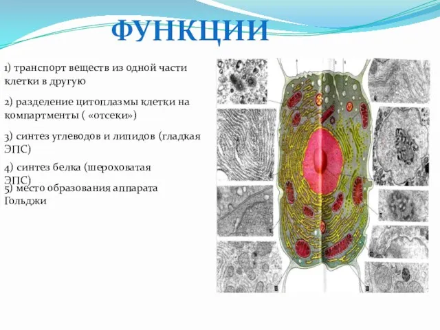 ФУНКЦИИ 1) транспорт веществ из одной части клетки в другую 2) разделение