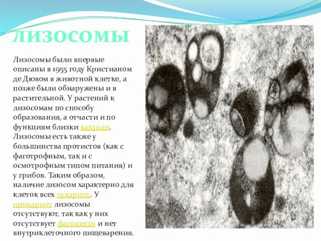 Лизосомы были впервые описаны в 1955 году Кристианом де Дювом в животной