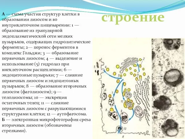 А — схема участия структур клетки в образовании лизосом и во внутриклеточном