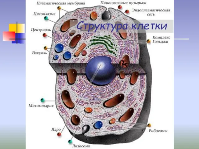 Структура клетки