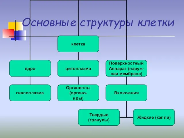 Основные структуры клетки