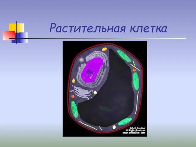 Растительная клетка