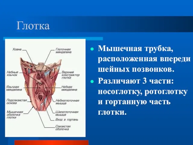 Глотка Мышечная трубка, расположенная впереди шейных позвонков. Различают 3 части: носоглотку, ротоглотку и гортанную часть глотки.