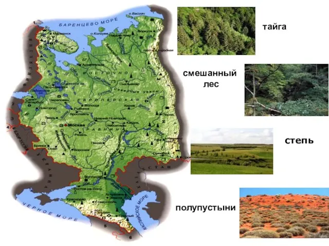 степь тайга смешанный лес полупустыни