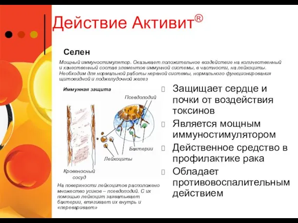 Действие Активит® Защищает сердце и почки от воздействия токсинов Является мощным иммуностимулятором