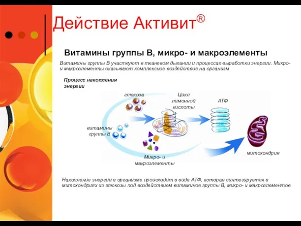 витамины группы В Действие Активит® Процесс накопления энергии Витамины группы В участвуют