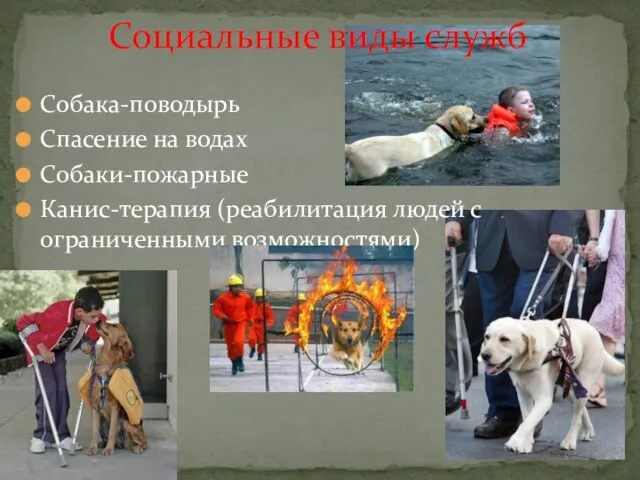 Собака-поводырь Спасение на водах Собаки-пожарные Канис-терапия (реабилитация людей с ограниченными возможностями) Социальные виды служб