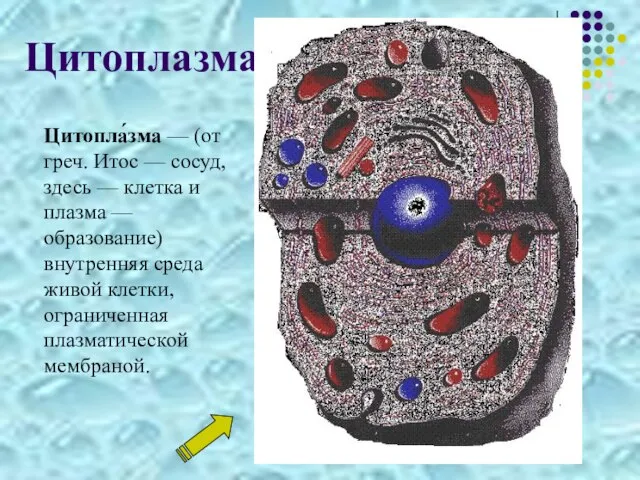 Цитоплазма Цитопла́зма — (от греч. Итос — сосуд, здесь — клетка и