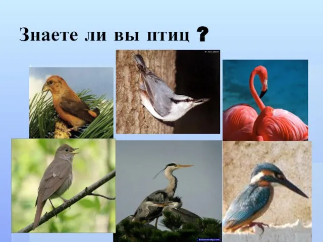 Знаете ли вы птиц ?
