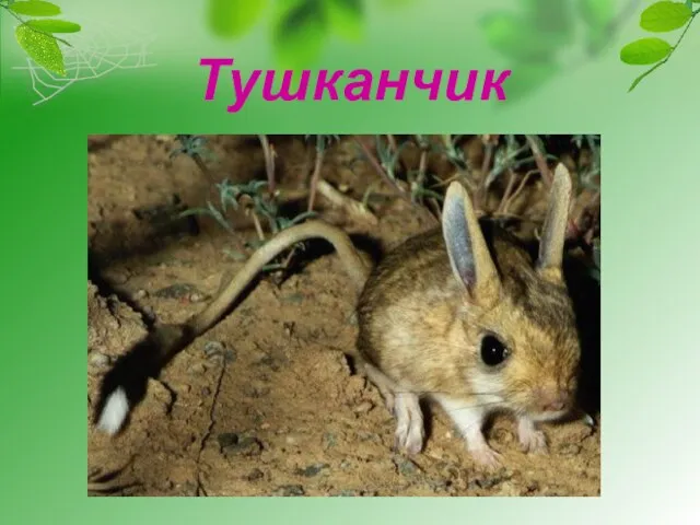 Тушканчик