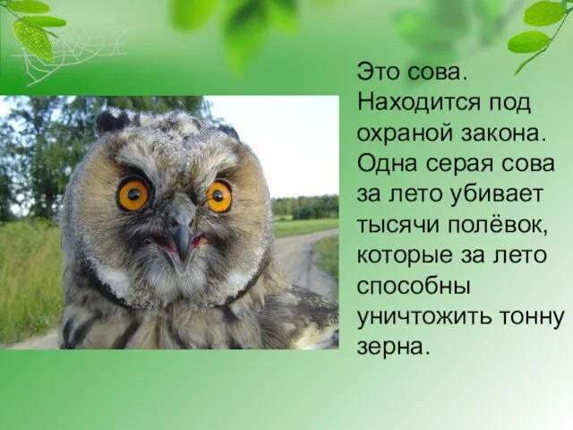 Это сова. Находится под охраной закона. Одна серая сова за лето убивает