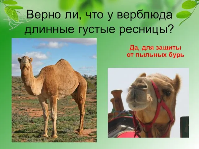 Верно ли, что у верблюда длинные густые ресницы? Да, для защиты от пыльных бурь