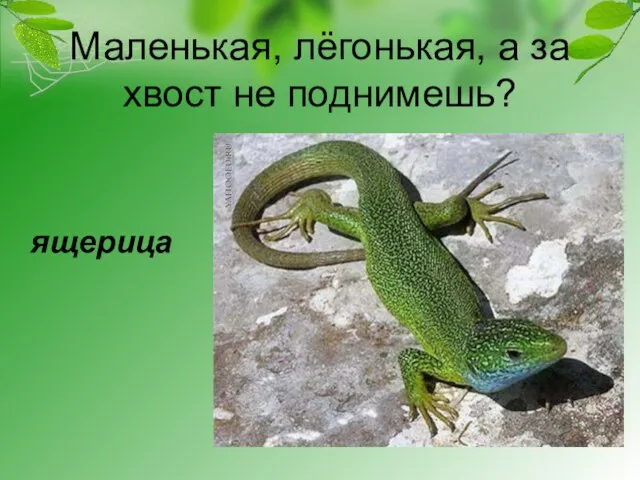 Маленькая, лёгонькая, а за хвост не поднимешь? ящерица