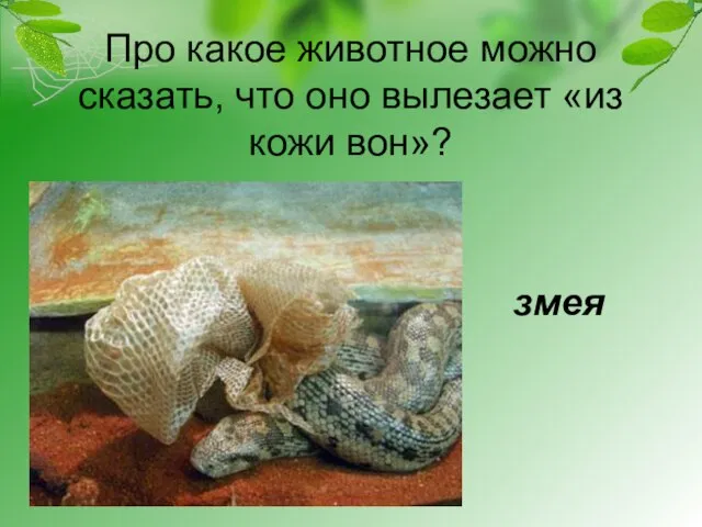 Про какое животное можно сказать, что оно вылезает «из кожи вон»? змея