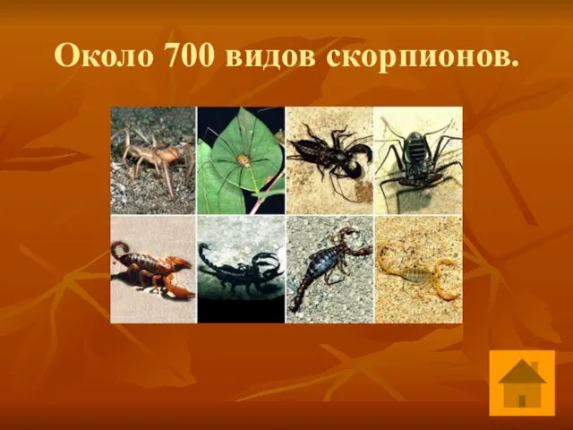 Около 700 видов скорпионов.