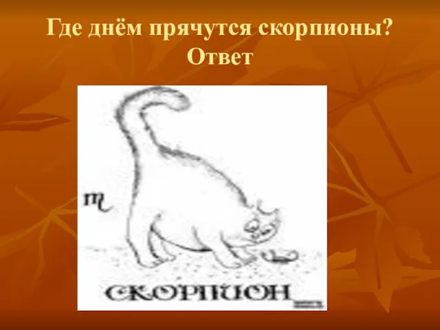 Где днём прячутся скорпионы? Ответ