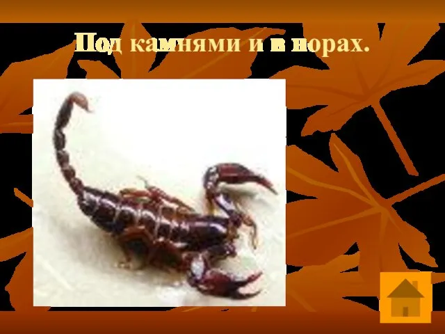 Под камнями и в норах.