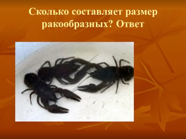 Сколько составляет размер ракообразных? Ответ