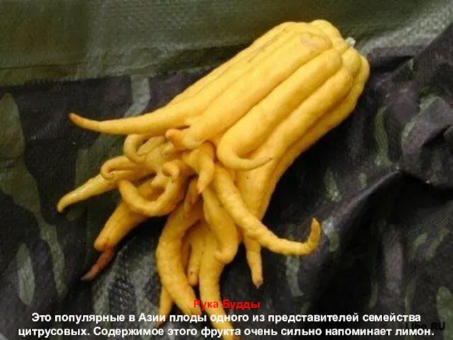 Рука Будды Это популярные в Азии плоды одного из представителей семейства цитрусовых.