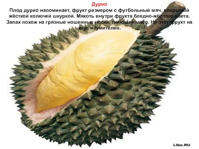 Дурио Плод дурио напоминает, фрукт размером с футбольный мяч, покрытый жёсткой колючей