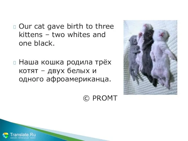 Our cat gave birth to three kittens – two whites and one