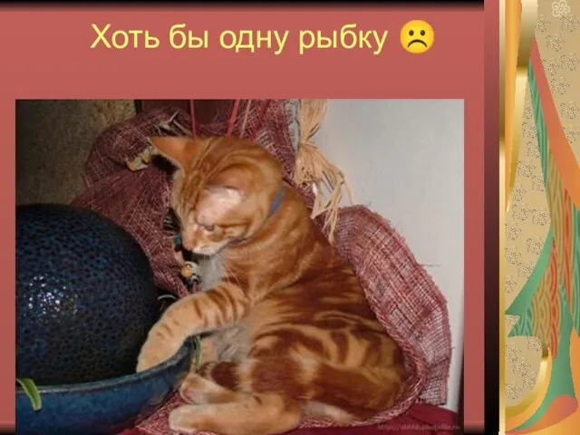 Хоть бы одну рыбку ☹