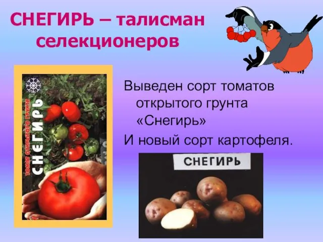 СНЕГИРЬ – талисман селекционеров Выведен сорт томатов открытого грунта «Снегирь» И новый сорт картофеля.