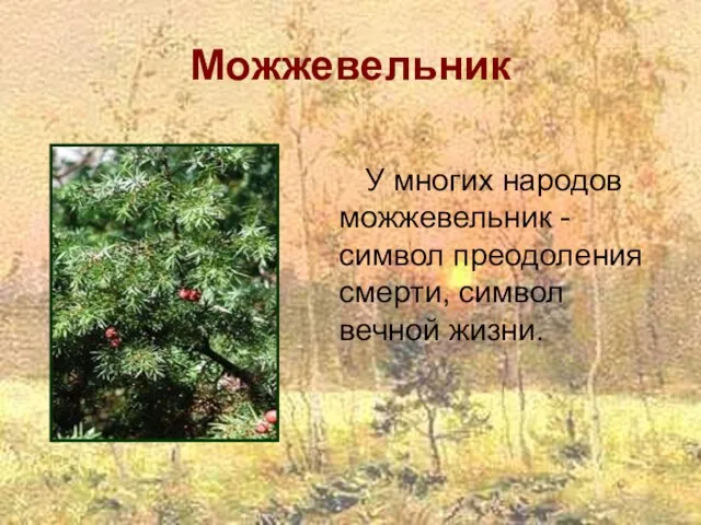 Можжевельник У многих народов можжевельник - символ преодоления смерти, символ вечной жизни.