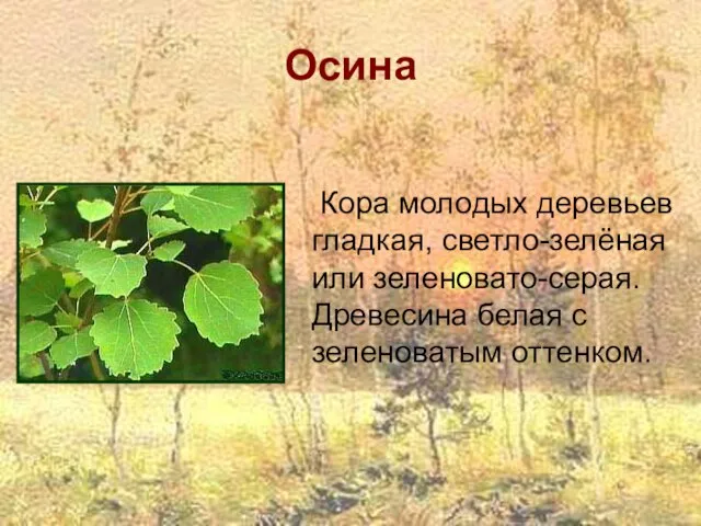 Осина Кора молодых деревьев гладкая, светло-зелёная или зеленовато-серая. Древесина белая с зеленоватым оттенком.