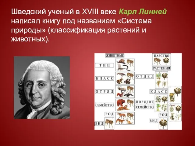 Шведский ученый в XVIII веке Карл Линней написал книгу под названием «Система