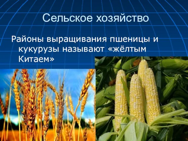 Сельское хозяйство Районы выращивания пшеницы и кукурузы называют «жёлтым Китаем»
