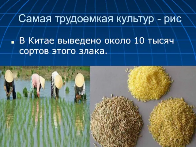 Самая трудоемкая культур - рис В Китае выведено около 10 тысяч сортов этого злака.